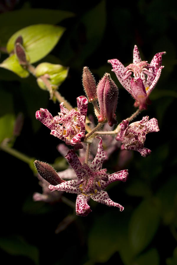 Toad Lily Photograph by Robert Noonan