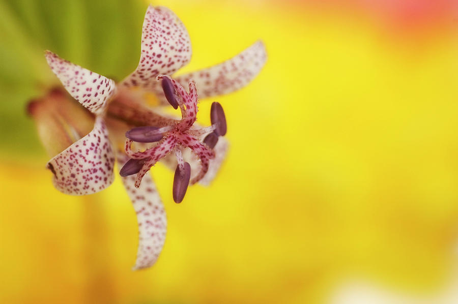 Toad Lily (tricyrtis Hirta) Photograph by Maria Mosolova/science Photo Library