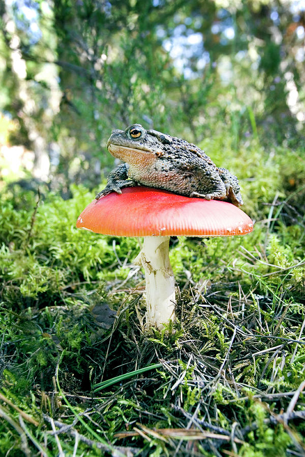 Mushroom Photograph - Toad On Red Toadstool by John Devries/science Photo Library