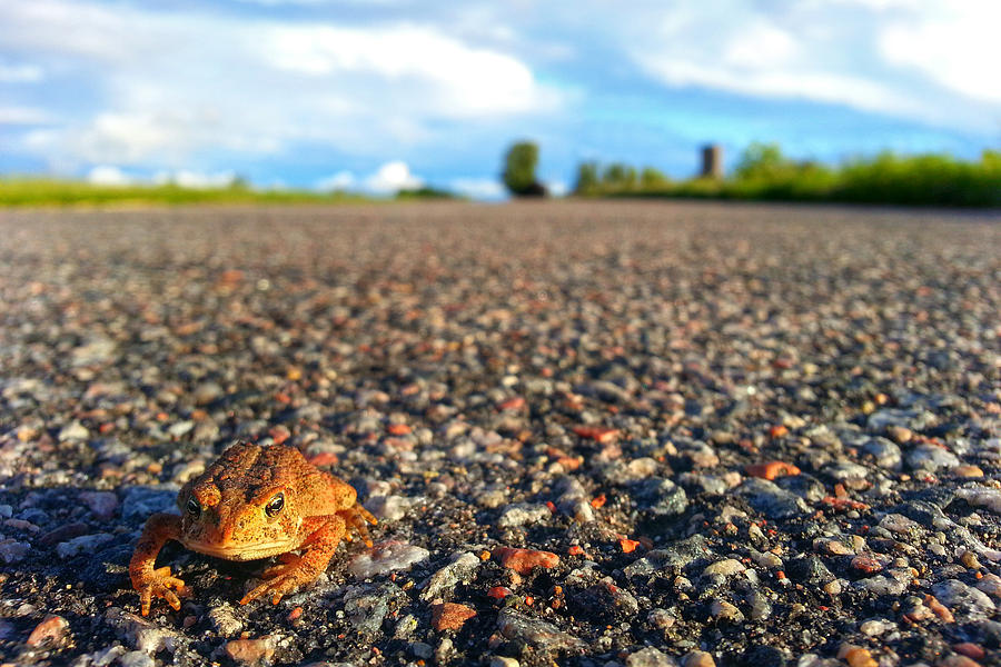 Toad On The Road Photograph by Brook Burling