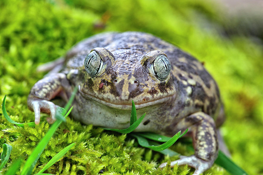 Toad Pelobates Cultripes Photograph by David Santiago Garcia Fine Art