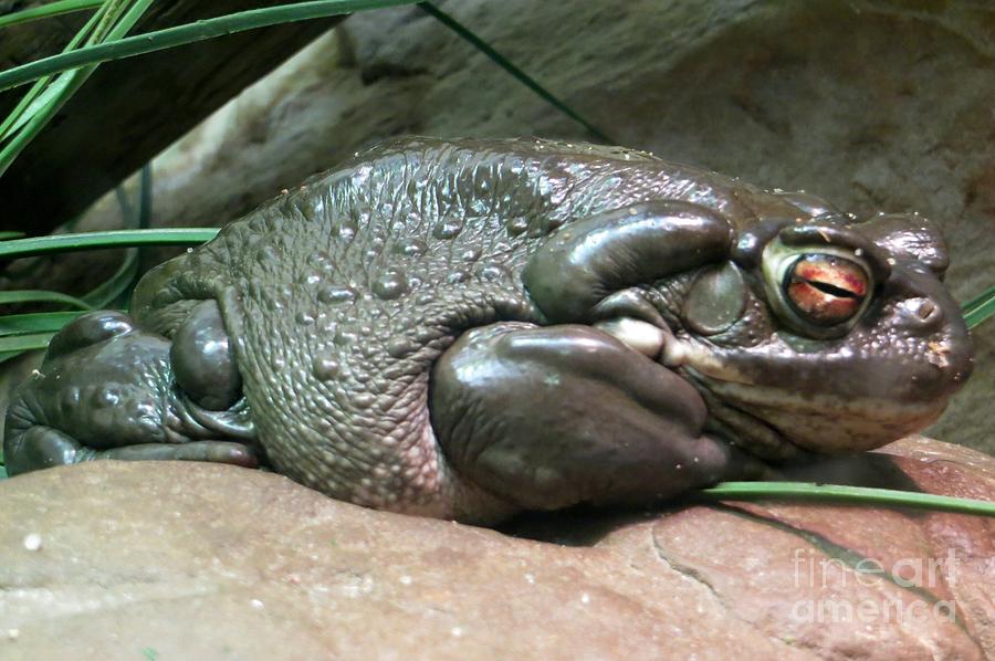 Toad Profile Photograph By Emily Young Fine Art America