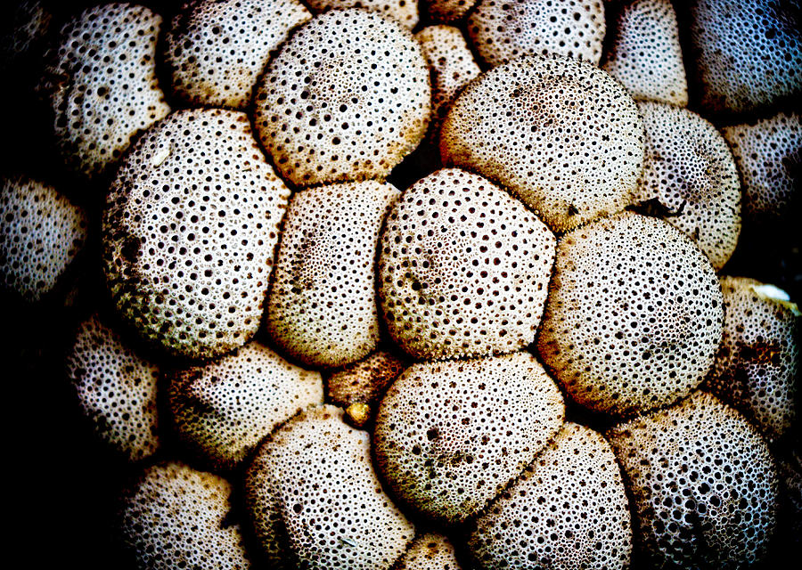 Toad Puffs Photograph by Adria Trail
