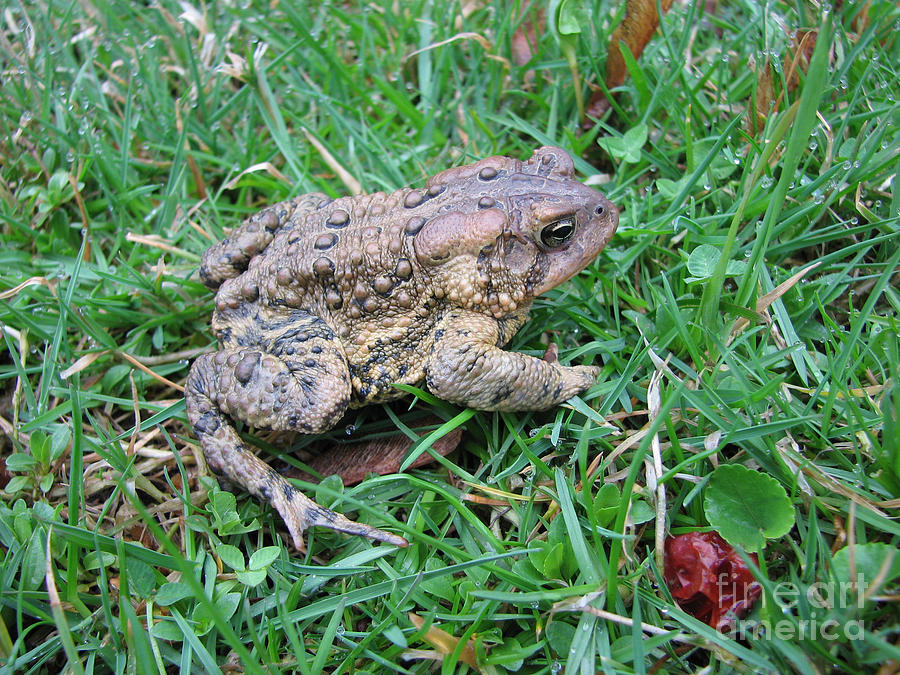 Toad  Photograph by Creative Solutions RipdNTorn