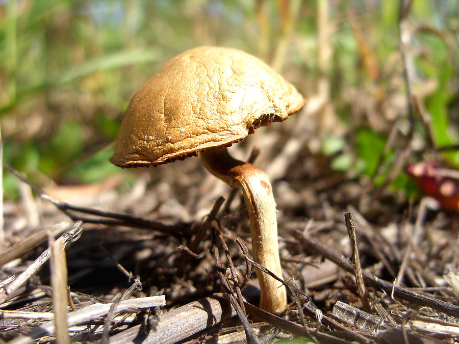 Mushroom Photograph - Toad Stool by Jonathan Androwski