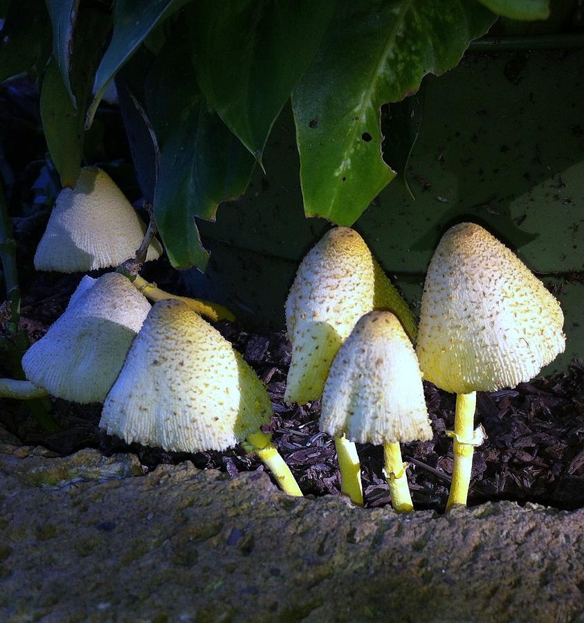 Toad Stools and Fairy Land Photograph by John Glass