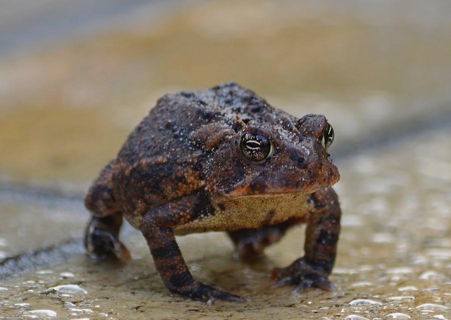 Toad Takes a Stance Photograph by Jeff at JSJ Photography