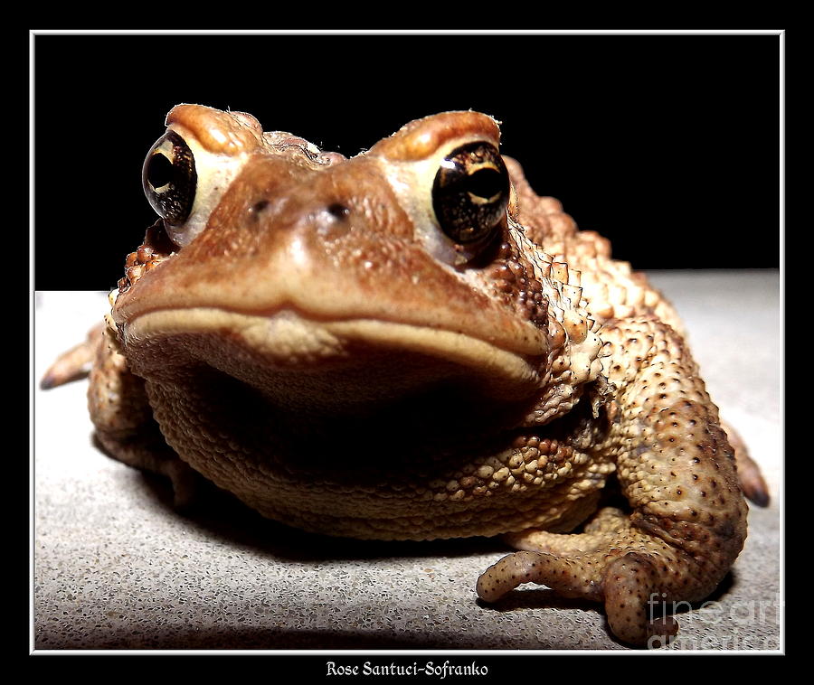 Toad Thinking What Do You Want Photograph by Rose Santuci-Sofranko