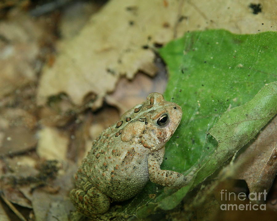 Frog Photograph - Toad Under Cover  by Neal Eslinger