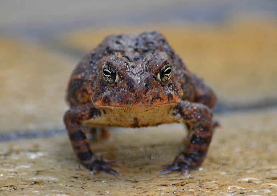 Toad with an Attitude Photograph by Jeff at JSJ Photography