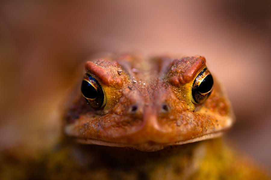 Nature Photograph - Toadally by Shane Holsclaw