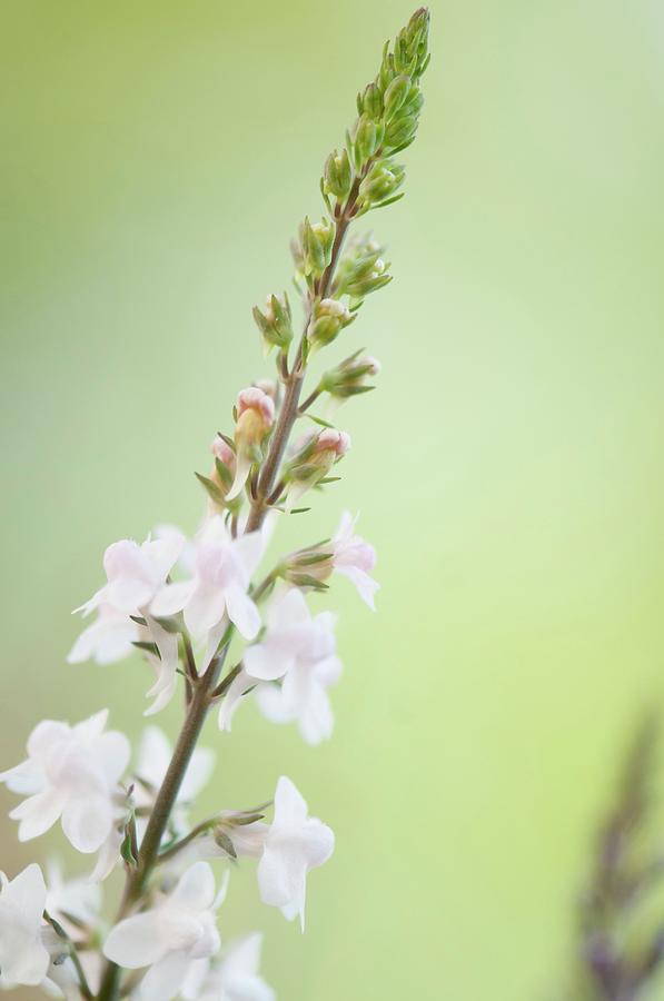 Toadflax (linaria Purpurea canon Went) In Flower Photograph by Maria Mosolova/science Photo Library