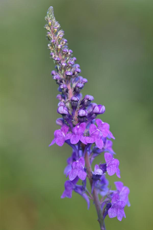 Nature Photograph - Toadflax by Mark Severn