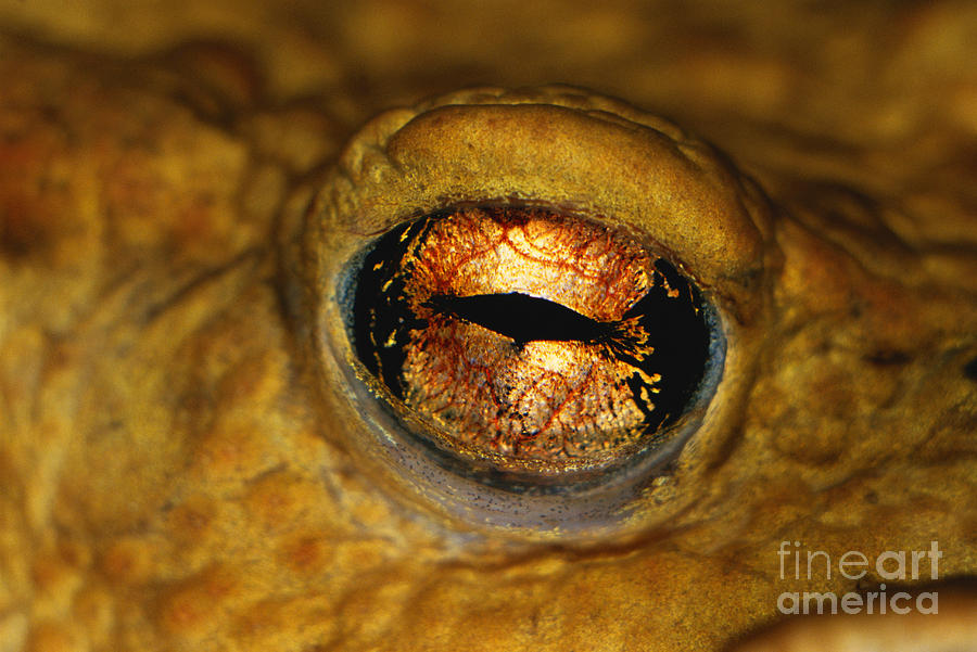 Toads Eye Photograph by Tierbild Okapia