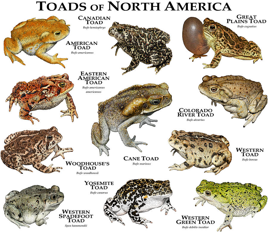Toads Of North America Photograph by Roger Hall