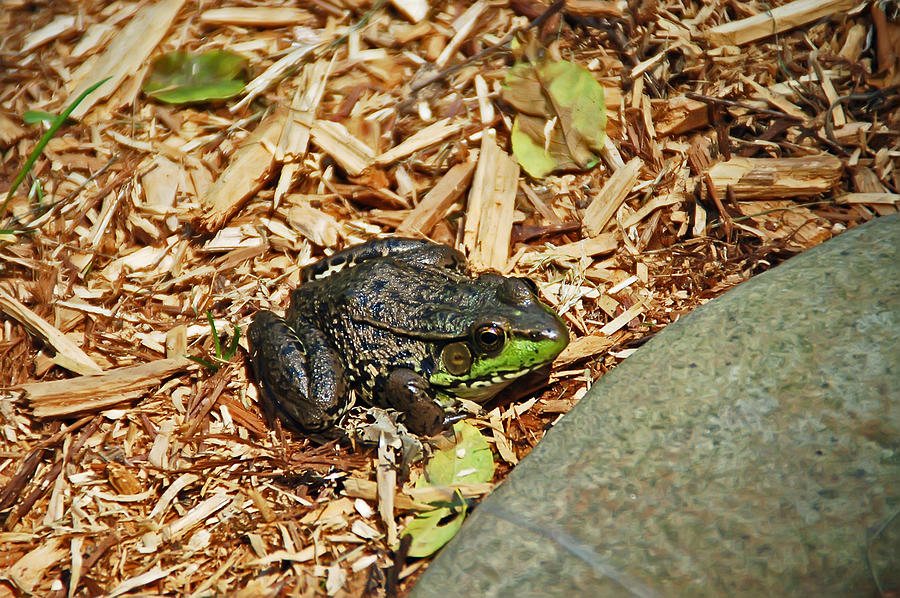 Toadster Photograph