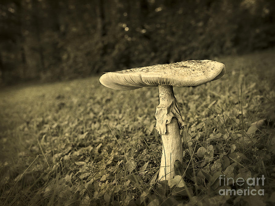 Mushroom Photograph - Toadstool by Edward Fielding