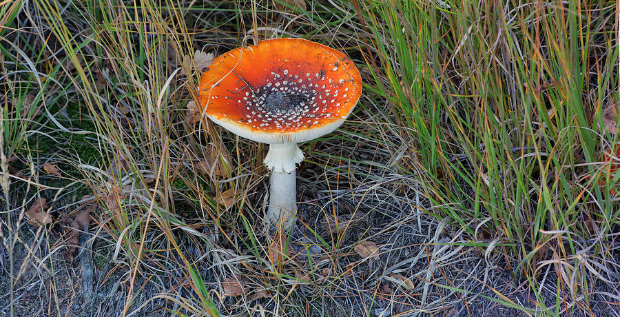 Toadstool Photograph by Erik Tanghe