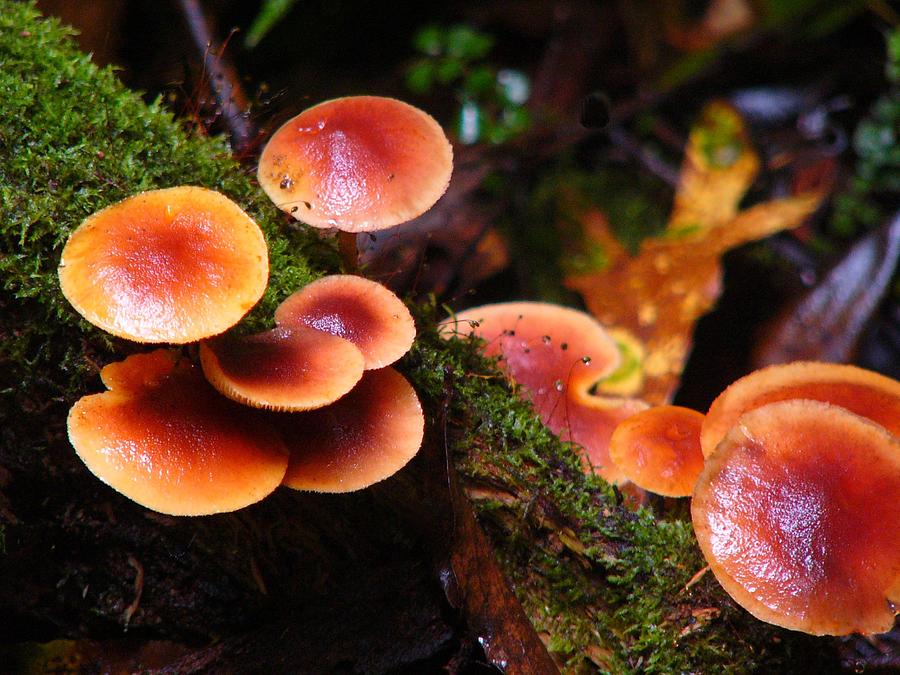 Toadstool Forest by David Rich Toadstool Forest by David Rich