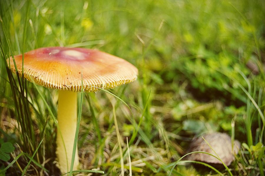 Toadstool Photograph by Olivia White | Pixels