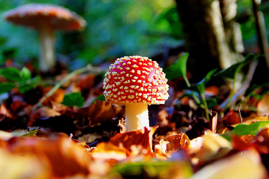 Mushroom Photograph - Toadstool by Peggy Cooper-Berger