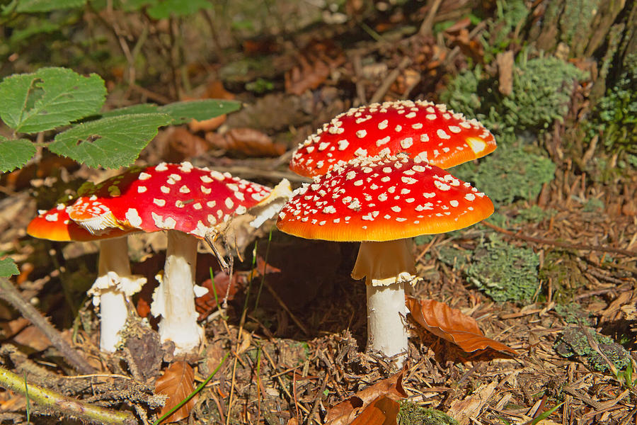 Toadstools Photograph by Jaroslav Frank | Pixels