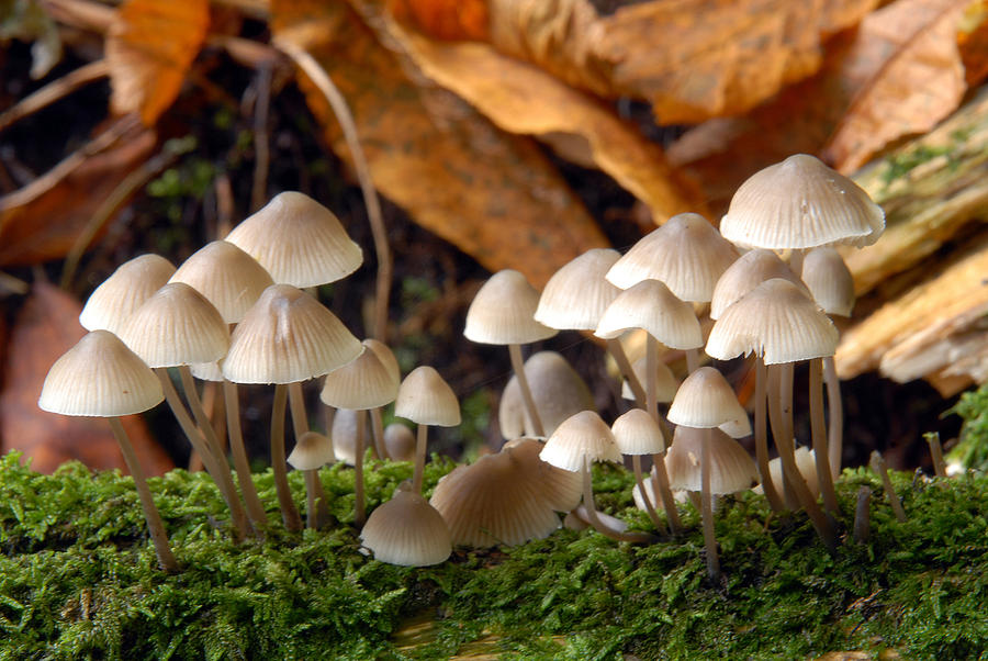 Toadstools on a log Photograph by Andrew James - Fine Art America