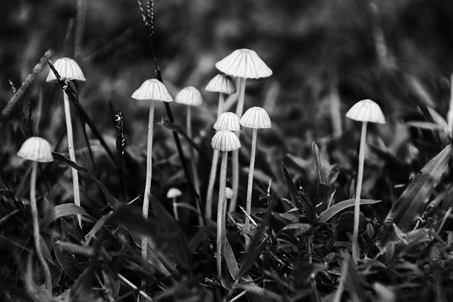 Toadstools V3 Photograph by Douglas Barnard Toadstools V3 Photograph by Douglas Barnard