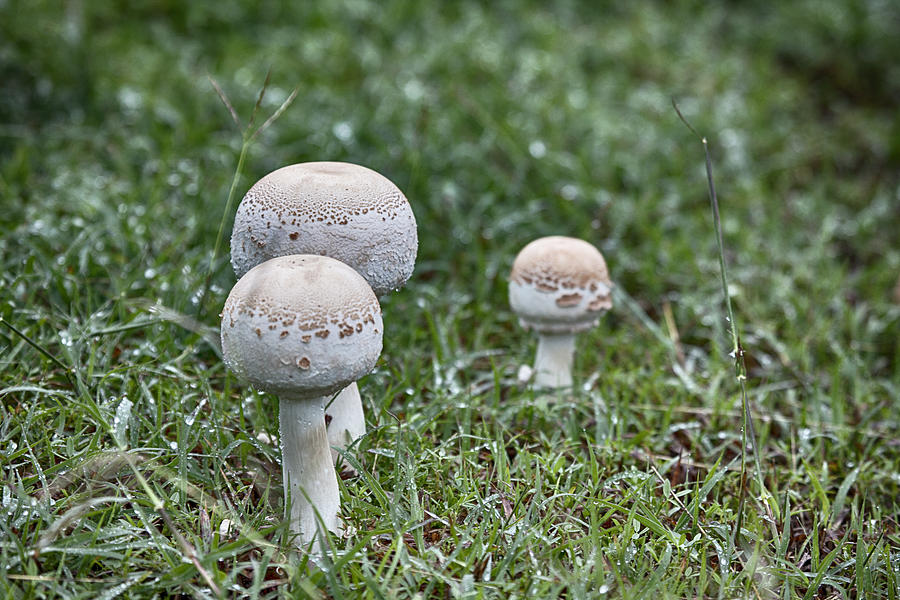 Mushroom Photograph - Toadstools V9 by Douglas Barnard