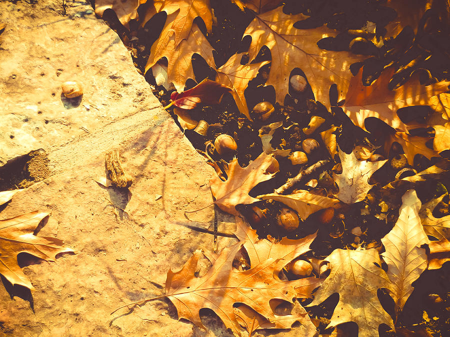 Toasted Leaves Photograph by Connie Dye - Fine Art America