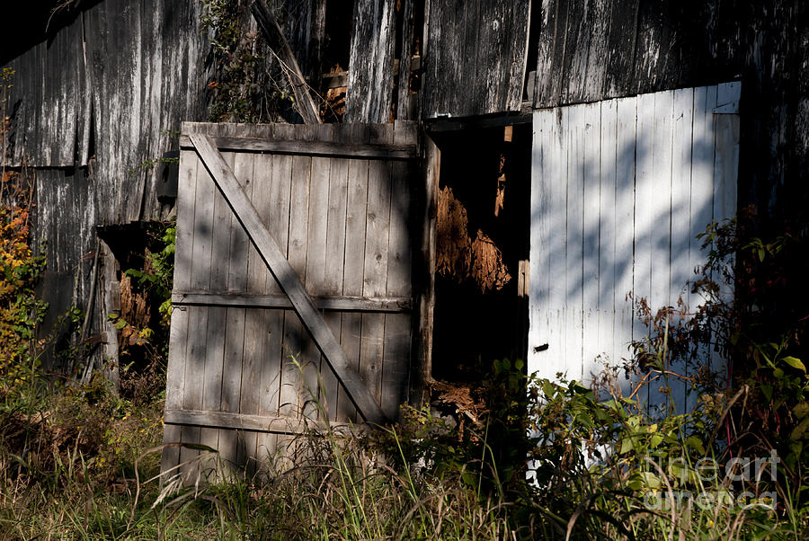 Tobacco Barn Doors  Photograph by Wilma  Birdwell