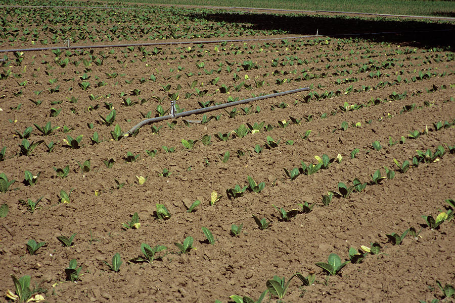 Tobacco Crop Irrigation Photograph by A C Seinet/science Photo Library