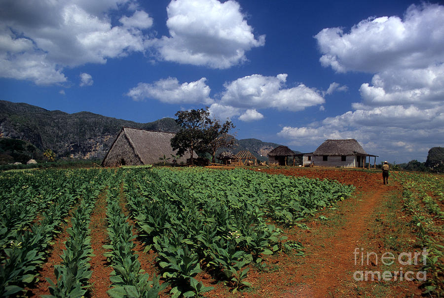 Tobacco Farm near Vinales Cuba Photograph by James Brunker