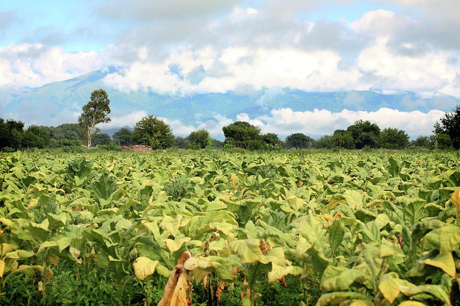 Nature Photograph - Tobacco Farming by Steve Percival/science Photo Library