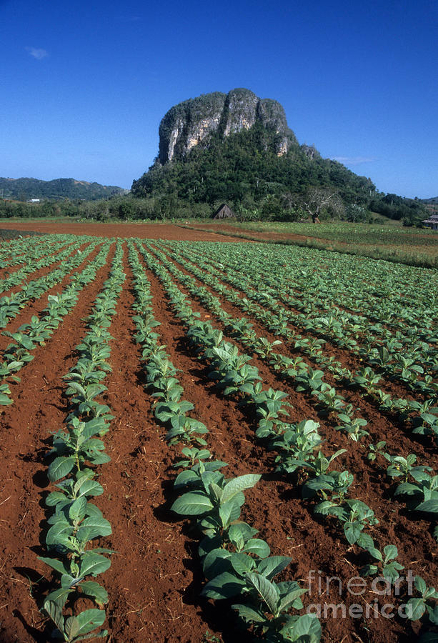 Tobacco Field and mogote Cuba Photograph by James Brunker
