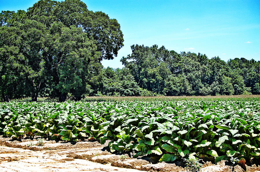 Tobacco Field Photograph by Linda Brown