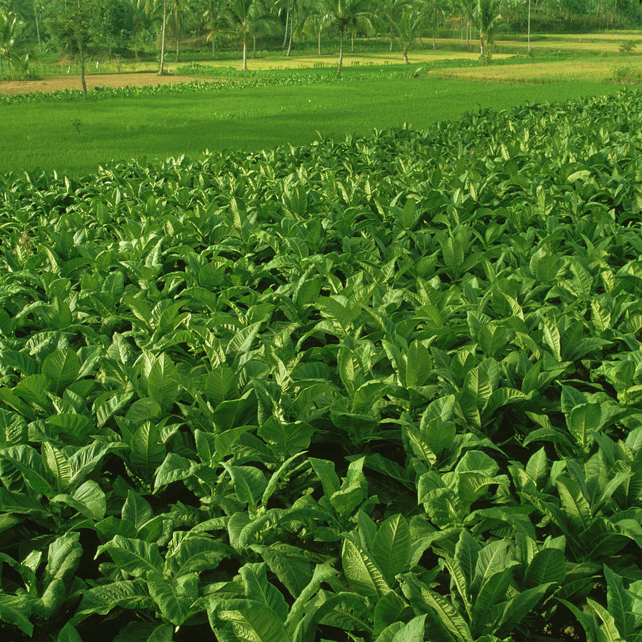 Tobacco Field Photograph by Mark De Fraeye/science Photo Library