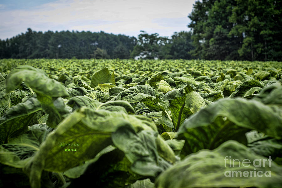 Tobacco Field Photograph by Melissa Messick