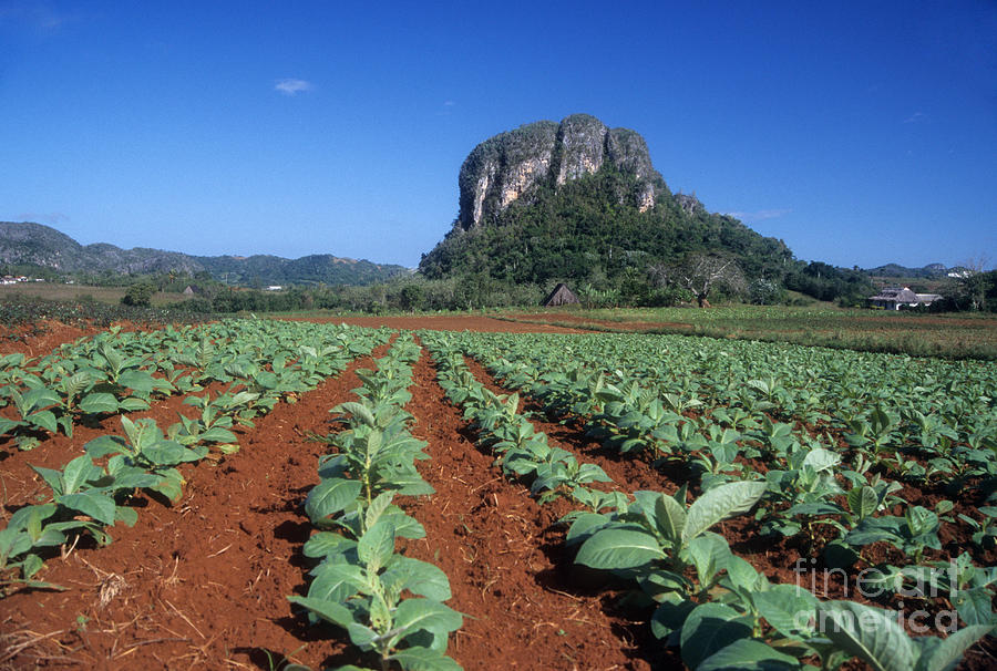 Tobacco Fields near Vinales Cuba Photograph by James Brunker