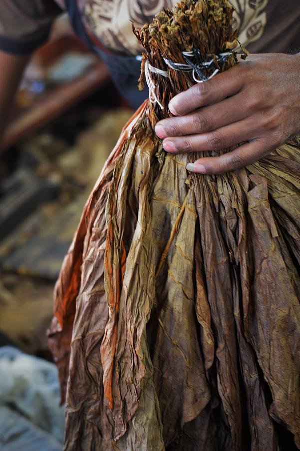 Tobacco for Cigars Photograph by Mark Mitchell