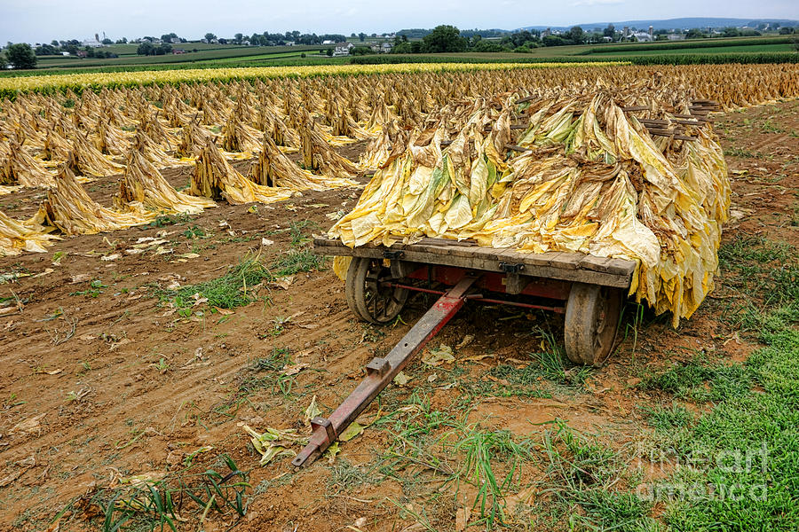 Farm Photograph - Tobacco Harvest by Olivier Le Queinec
