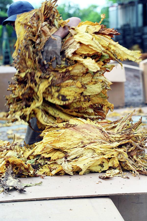 Tobacco Harvesting Photograph by Steve Percival/science Photo Library