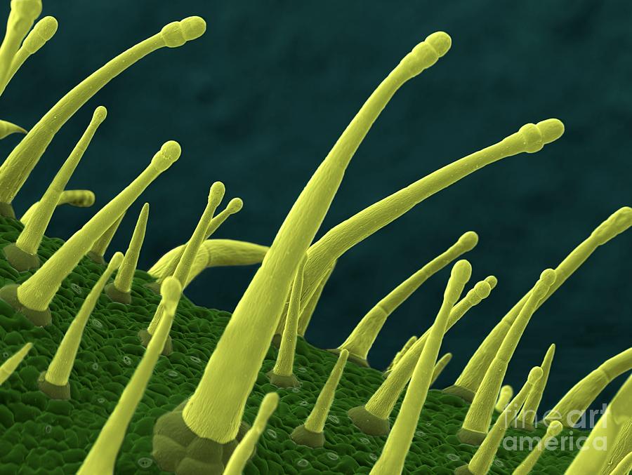 Nature Photograph - Tobacco Leaf, Sem by Thierry Berrod, Mona Lisa Production/ Science Photo Library