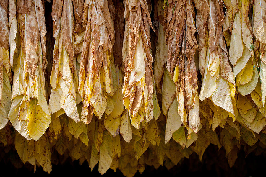 Tobacco Photograph by Melinda Fawver