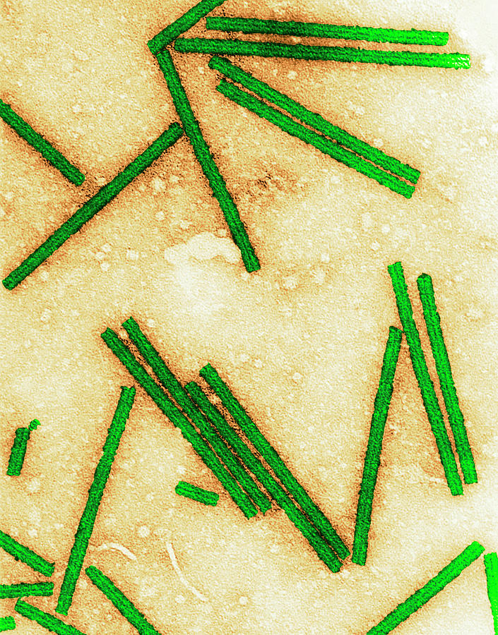 Tobacco Photograph - Tobacco Mosaic Virus by Centre For Bioimaging, Rothamsted Research/science Photo Library