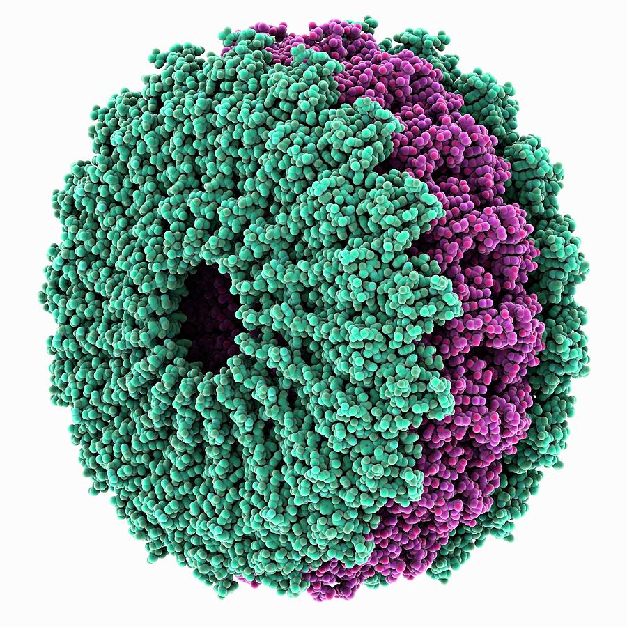 Tobacco Mosaic Virus Coat Protein Photograph by Laguna Design