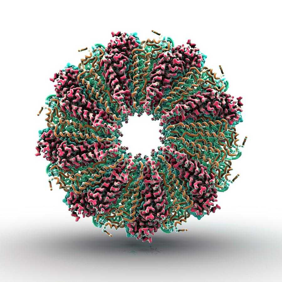 Virus Photograph - Tobacco Mosaic Virus Proteins by Animate4.com/science Photo Libary