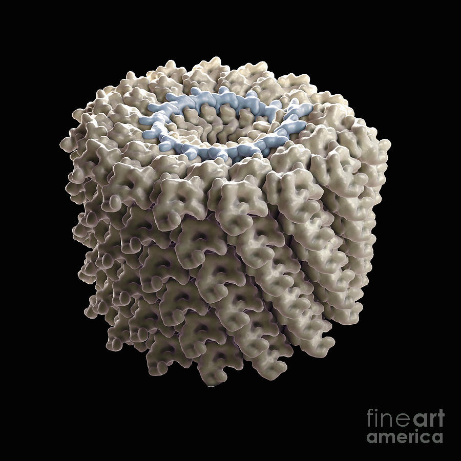 Tobacco Mosaic Virus Photograph by Science Picture Co