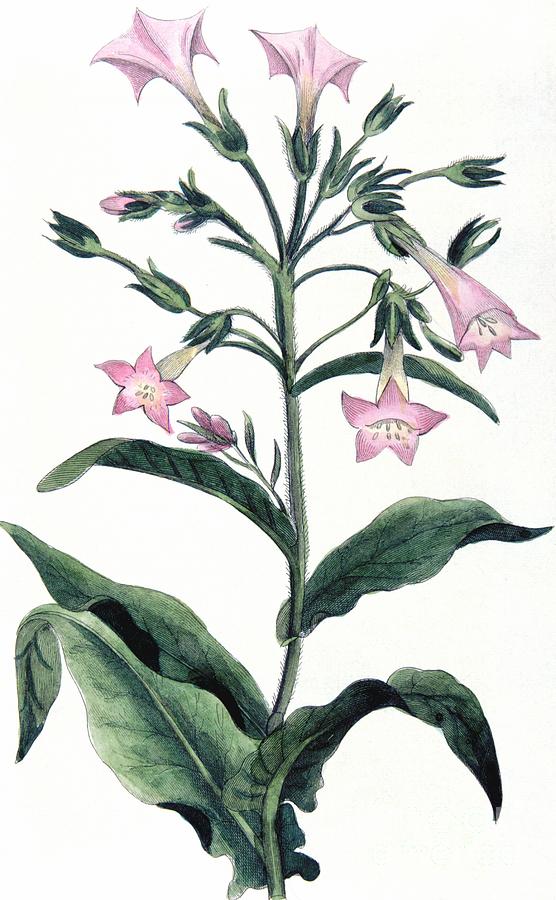 Tobacco Nicotiana Tabacum Painting by Anonymous