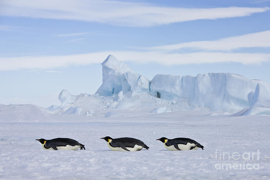 Tobogganing Emperor Penguins Photograph by Jean-Louis Klein and Marie-Luce Hubert
